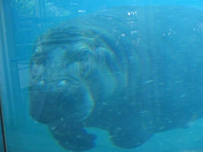 SDZoo73.jpg