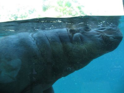 SDZoo74.jpg