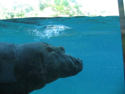 SDZoo75.jpg