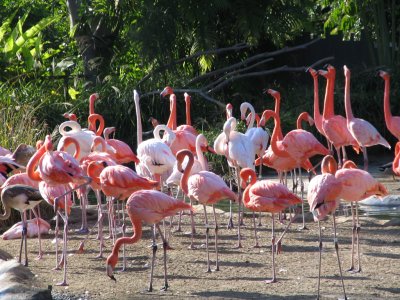 SDZoo77.jpg