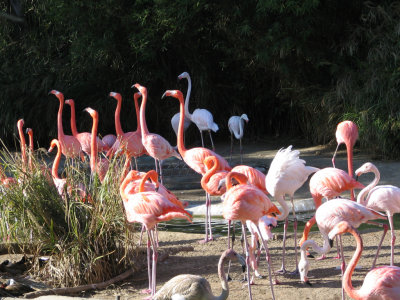 SDZoo78.jpg