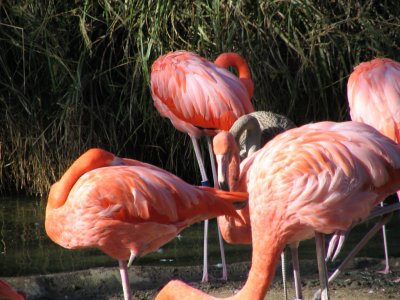 SDZoo79.jpg