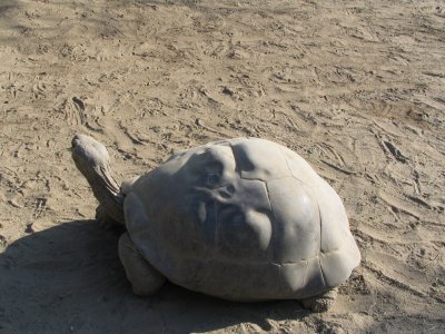 SDZoo81.jpg