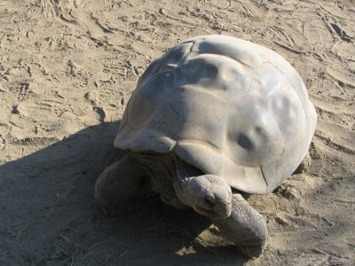 SDZoo82.jpg