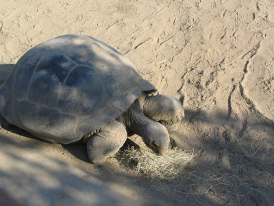 SDZoo83.jpg