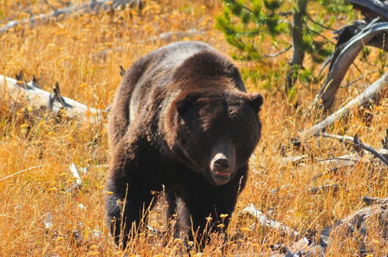 Grizzly Bear, Yellowstone