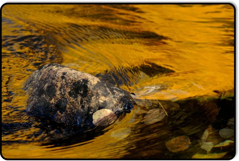 Leaf, Rock, Water, Reflection - June Lake Loop
