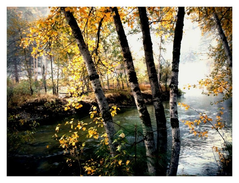 Along the Banks of the Merced River, Yosemite