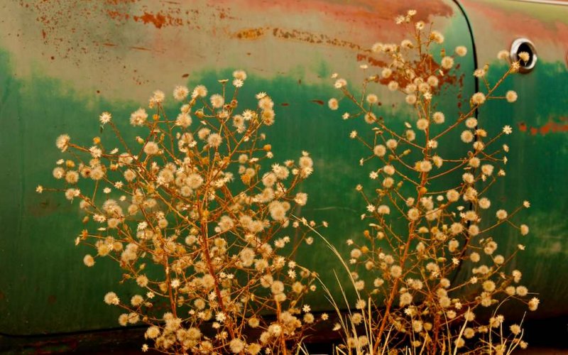 Dried Out Plants and a Dried Out Junker