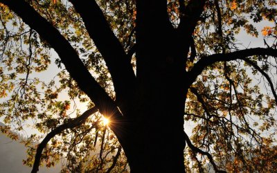Oak and the Sun in Stoneman Meaadow