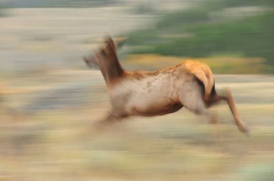 Elk in Motion