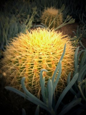 Going Green: Cactus in Place of Grass