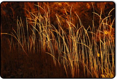 Weeds Near the East Walker River