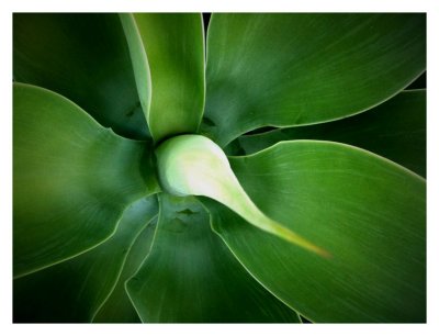 Agave