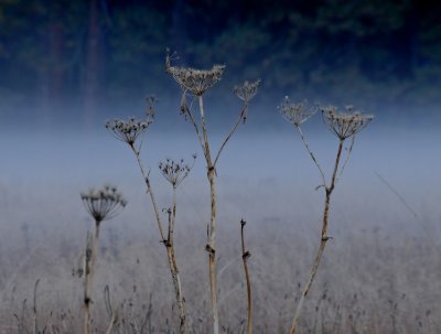 In Stoneman Meadow