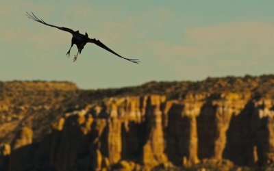 Soaring Raven, Acoma Pueblo