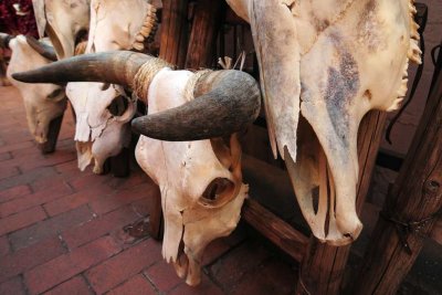 Bison Skulls, Santa Fe
