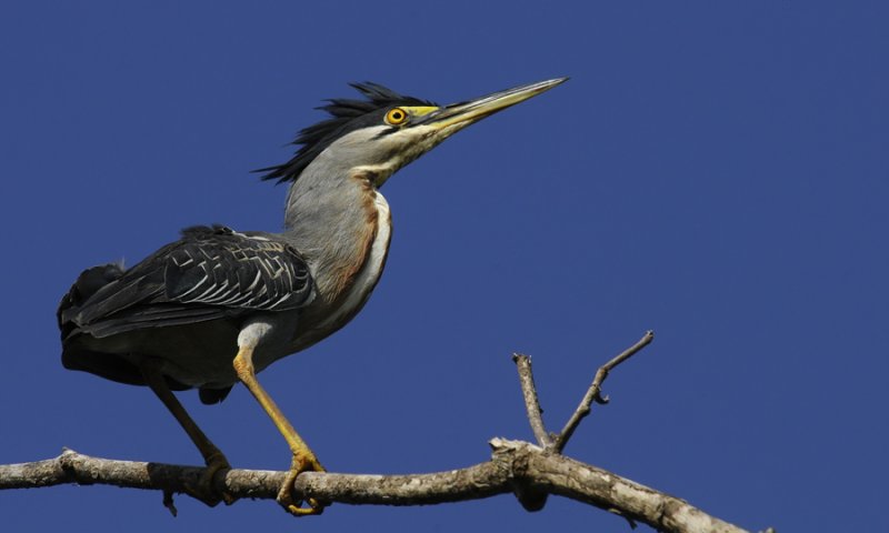 Hron stri - Butorides striata - Striated Heron