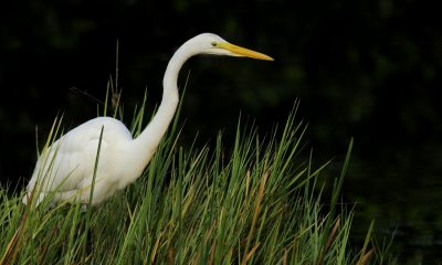 Grande Aigrette - Ardea alba - Great White Egret