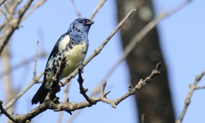 Calliste diable-enrhum - Tangara mexicana - Turquoise Tanager