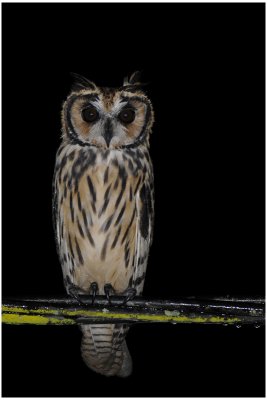Hibou stri - Pseudoscops clamator - Striped Owl