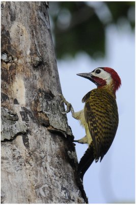 Pic de Cayenne - Colaptes punctigula - Spot-breasted Woodpecker