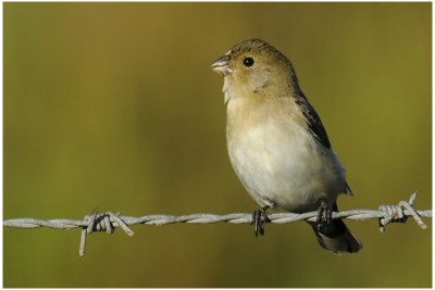 Sporophile bouveron femelle - Sporophila lineola - Lined Seedeater