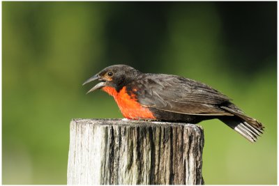 Sturnelle militaire - Sturnella militaris - Red-breasted Blackbird