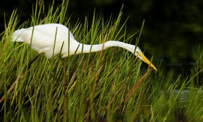 Grande Aigrette - Ardea alba - Great White Egret