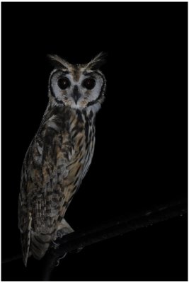 Hibou stri - Pseudoscops clamator - Striped Owl