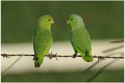 Toui t - Forpus passerinus - Green-rumped Parrotlet