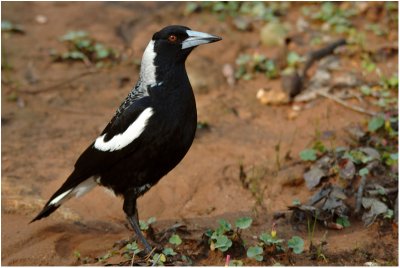 Australian magpie