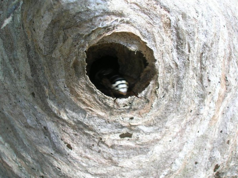 Bald-face Hornet Nest