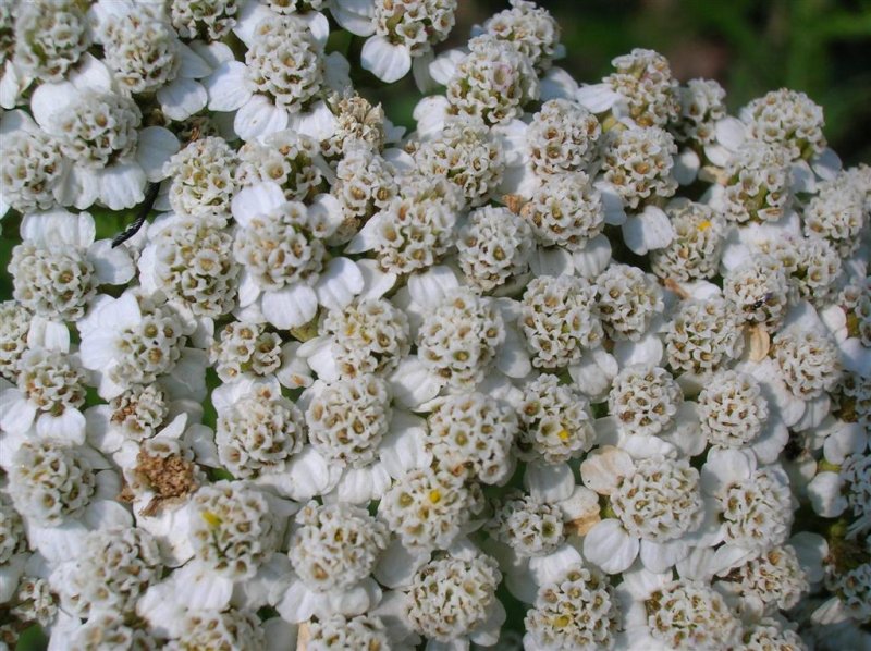 Yarrow