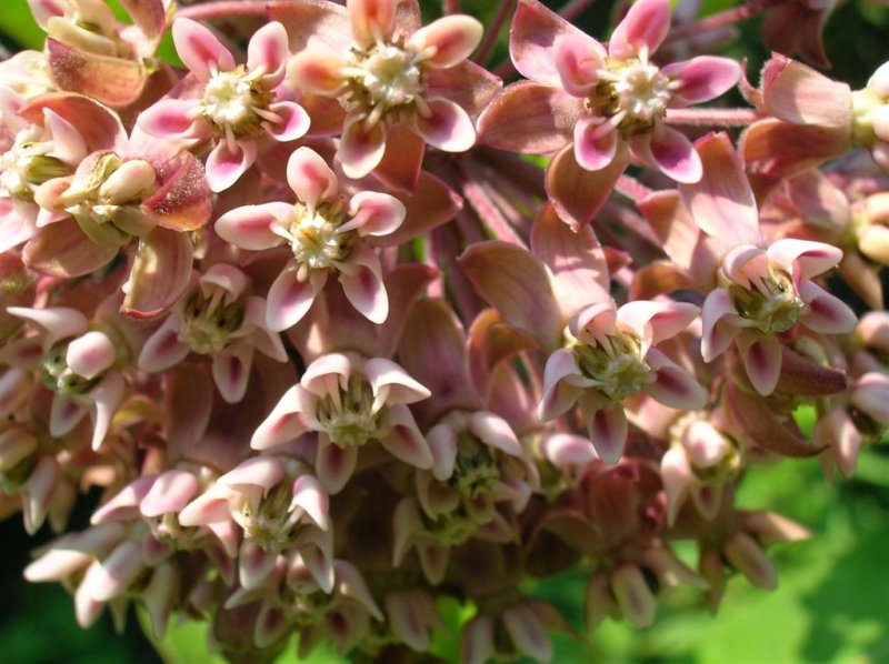 Common Milkweed