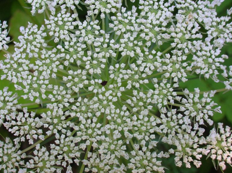 Queen Anne's Lace