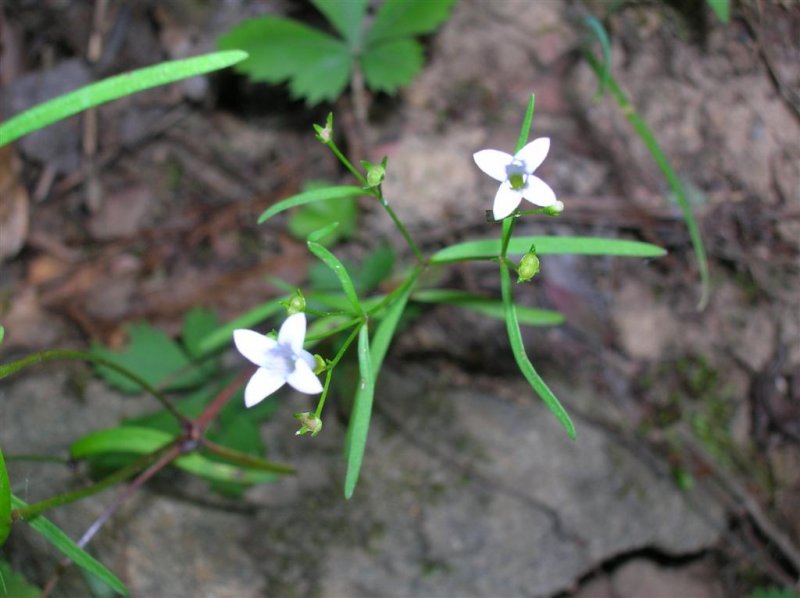 Tiny White Flowers