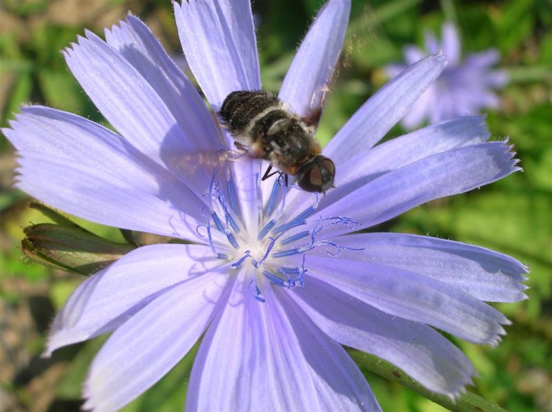 Bee Fly Hovering