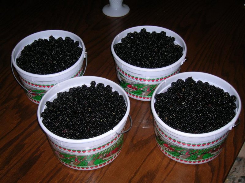 4 Gallons of Blackberries