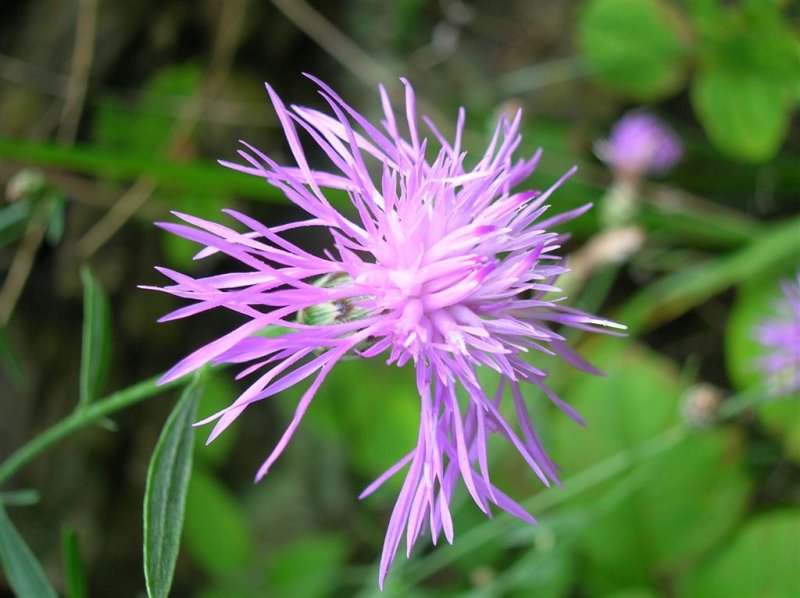 Spotted Knapweed ?