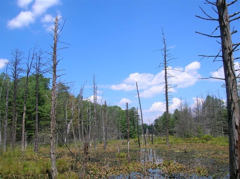 Glen Alton Wetlands