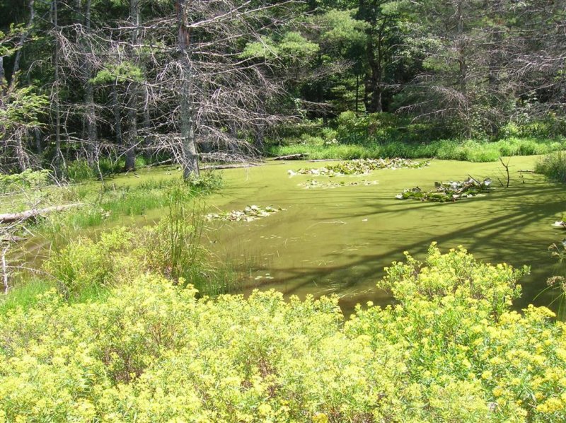 Glen Alton Wetlands