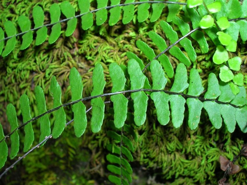 Tiny Ferns