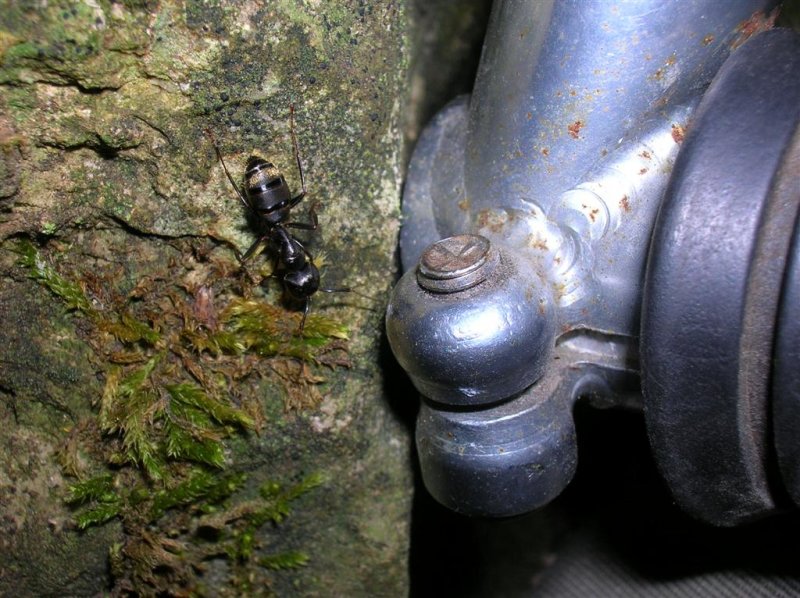 Ant Investigates Bike