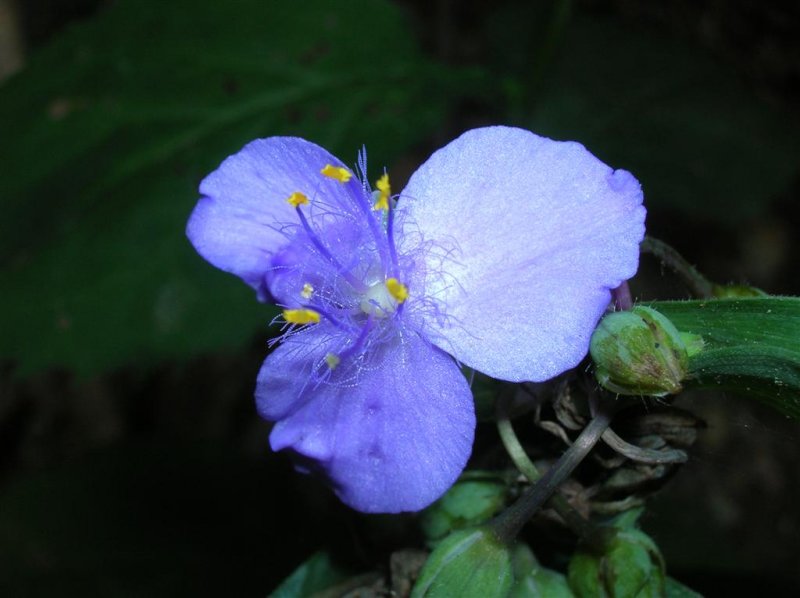 Spiderwort