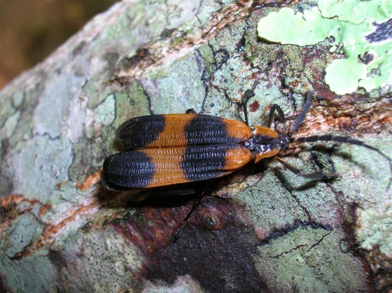 Milkweed Beetle