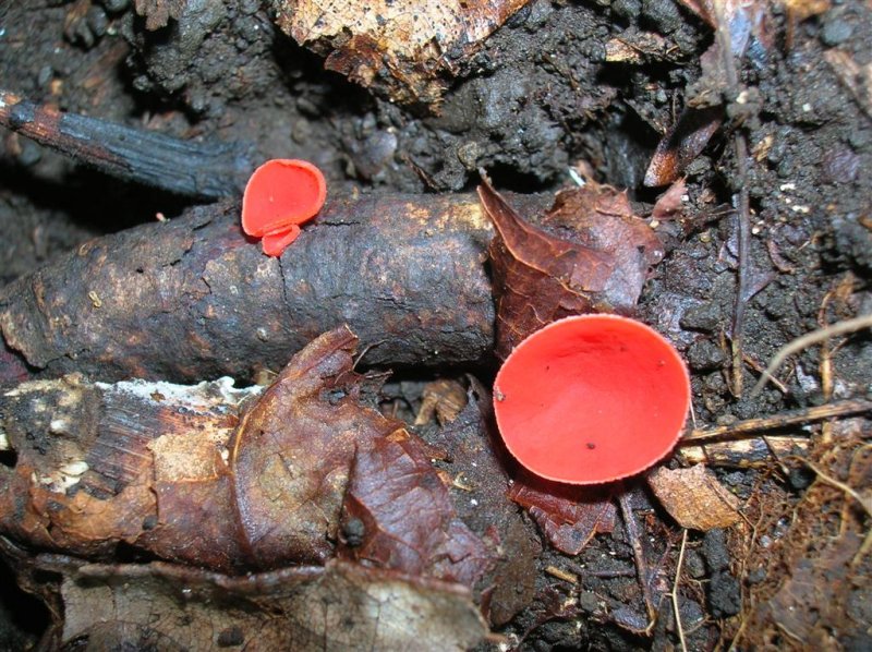 Scarlet Cups