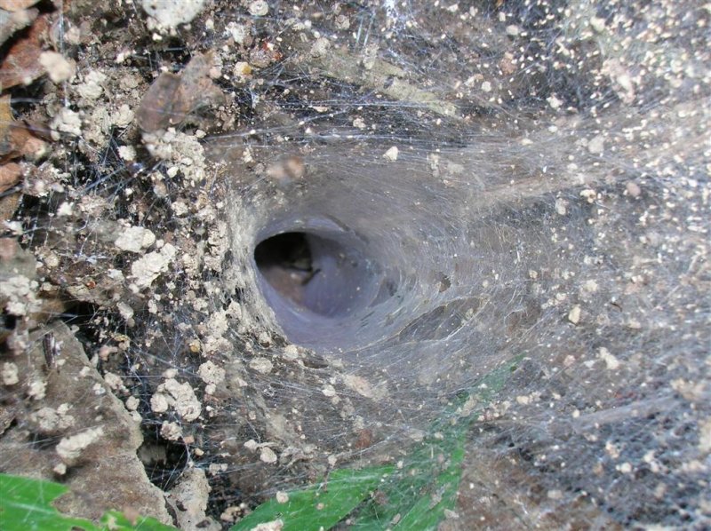 Shelob's Lair