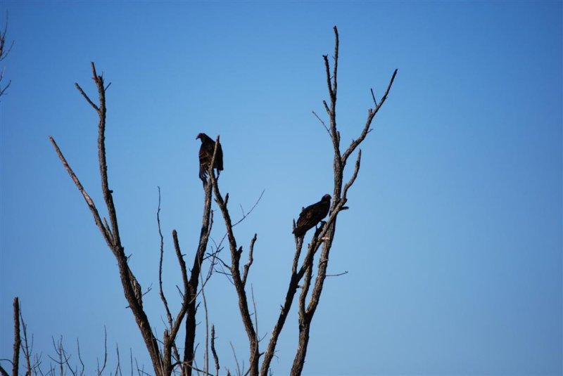 Vultures in Snag