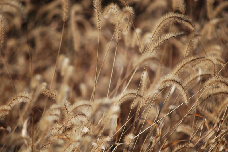 Winter Grass